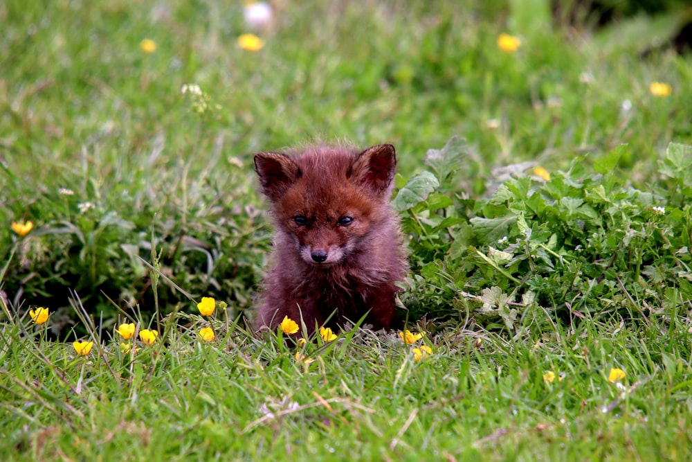 brown fox on green grass during daytime