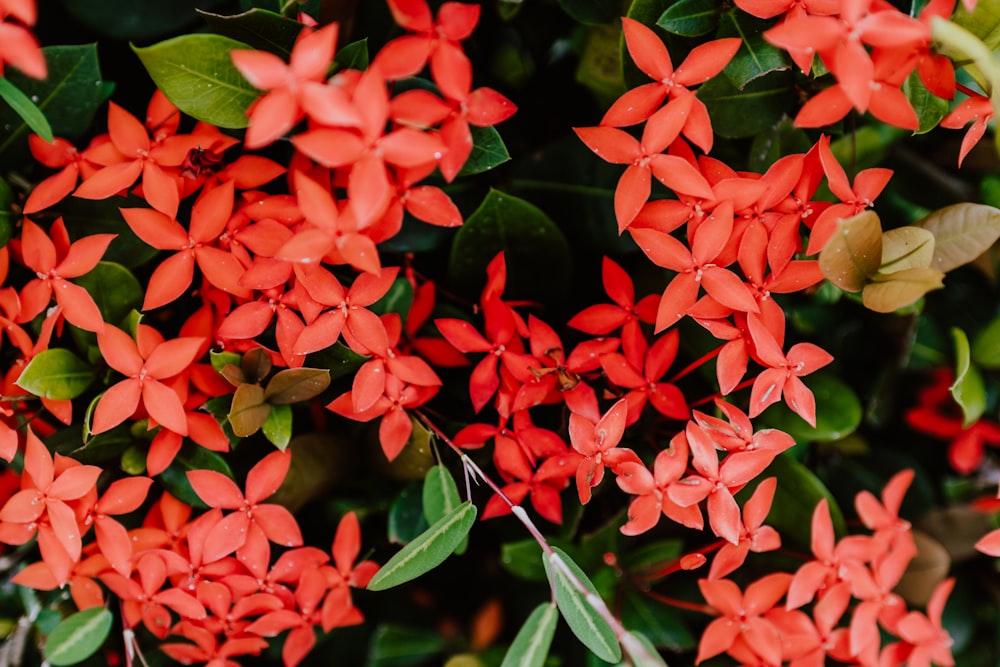 red flowers with green leaves