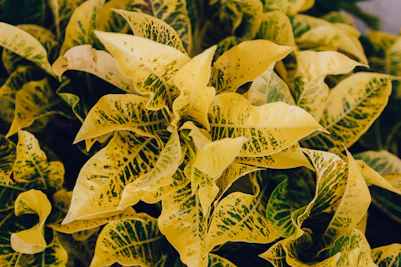 yellow and green leaves plant