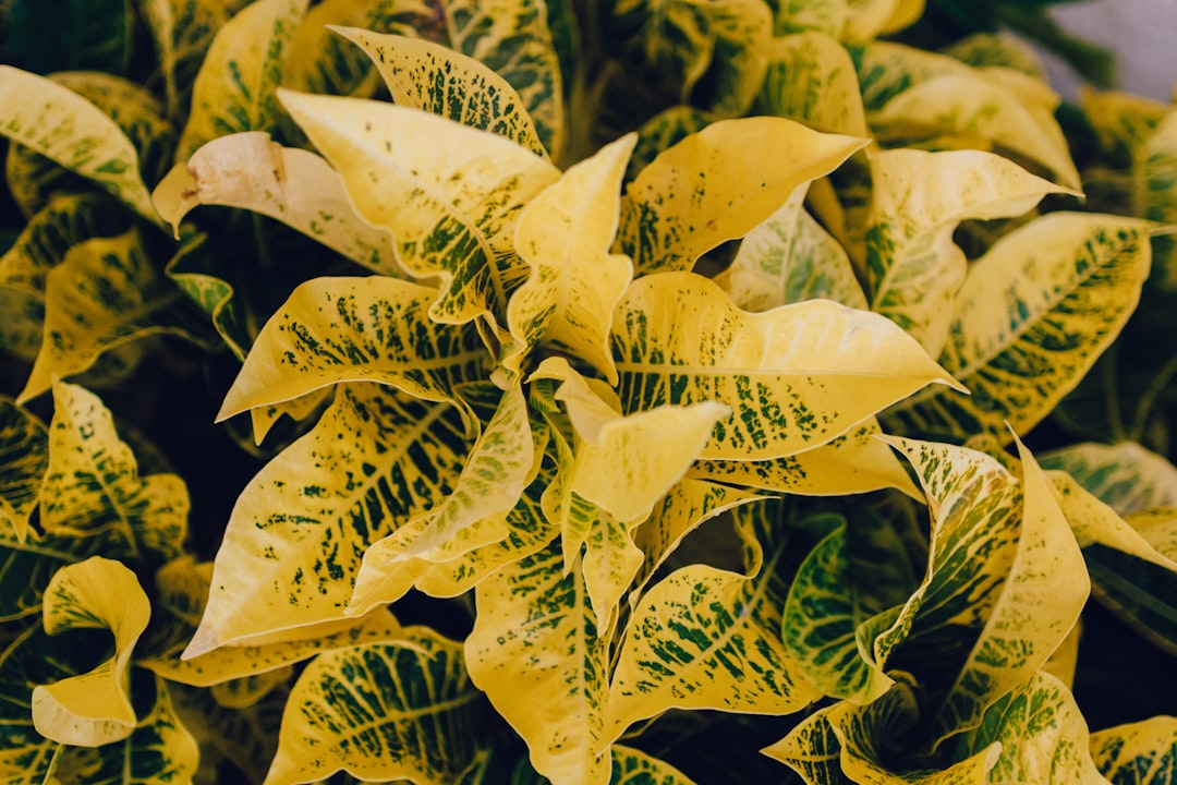 yellow and green leaves plant