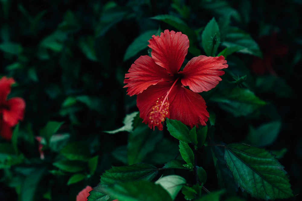 A deep-red hibiscus flower against dark green foliage