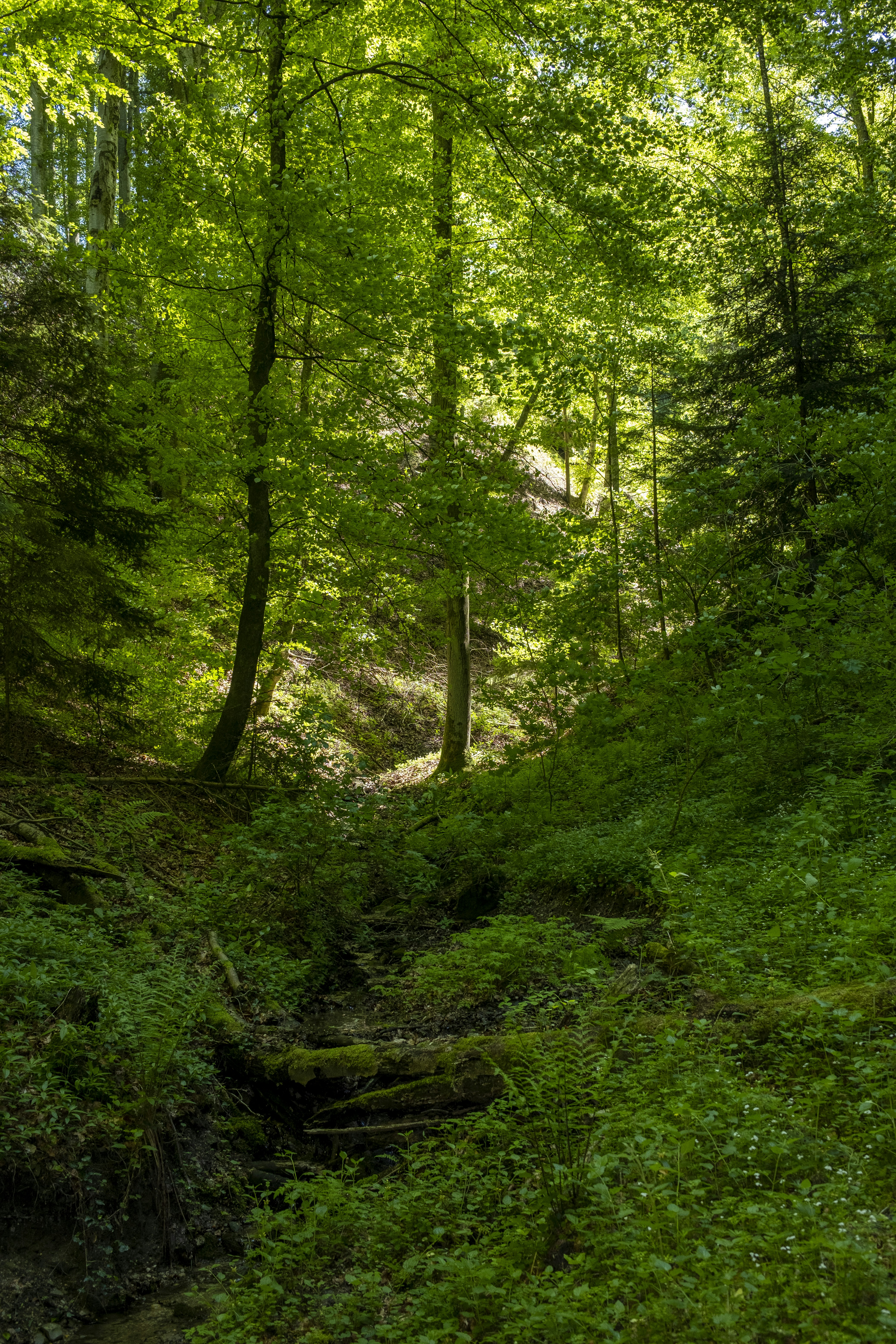 Photo by soniaparani