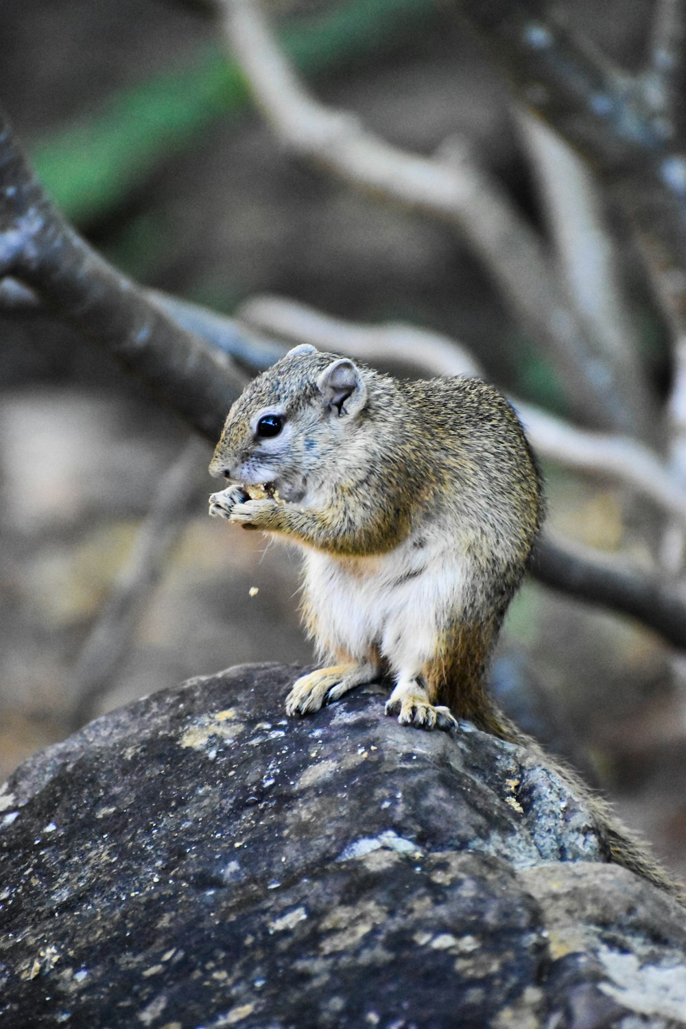 brown squirrel on brown tree branch during daytime