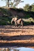 An elephant walking through a dry, sandy riverbed surrounded by lush greenery and tall trees. The sunlight casts shadows, highlighting the contours of the elephant's body.