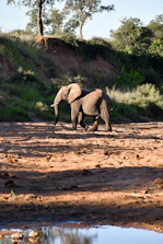 A majestic elephant walking through South Luangwa National Park's golden grass.