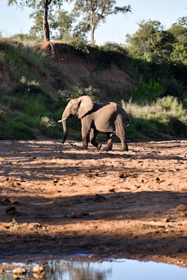 An elephant walking through a dry, sandy riverbed surrounded by lush greenery and tall trees. The sunlight casts shadows, highlighting the contours of the elephant's body.