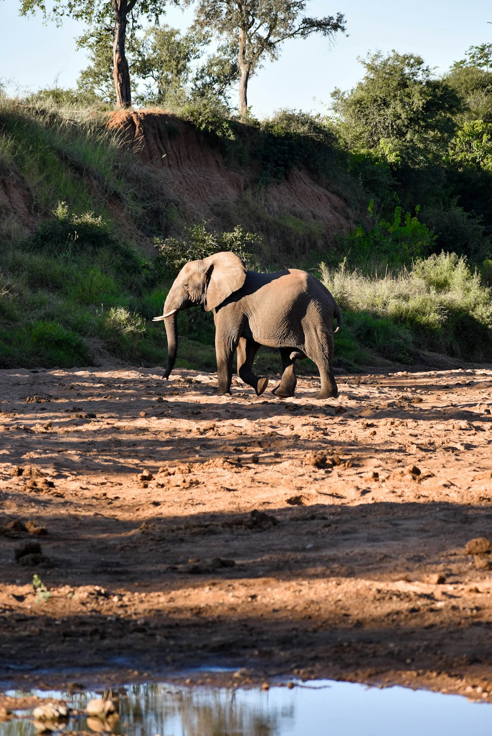 낮에 갈색 모래 위를 걷는 회색 코끼리
