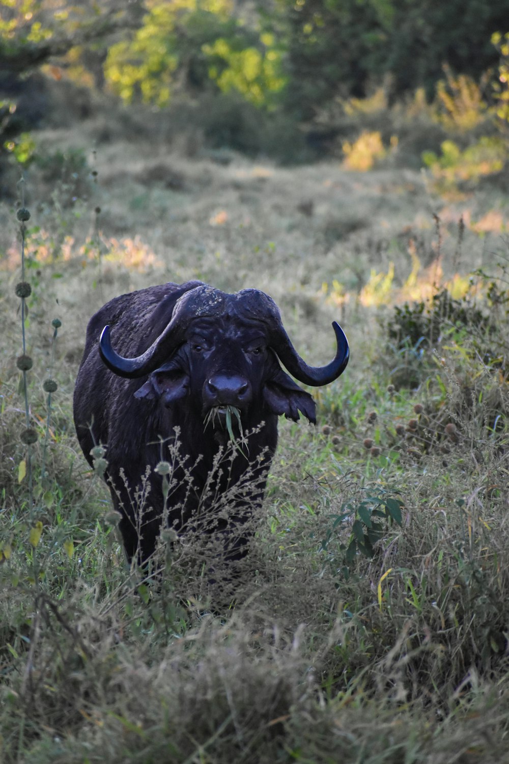 Búfalo de agua negro en campo de hierba verde durante el día