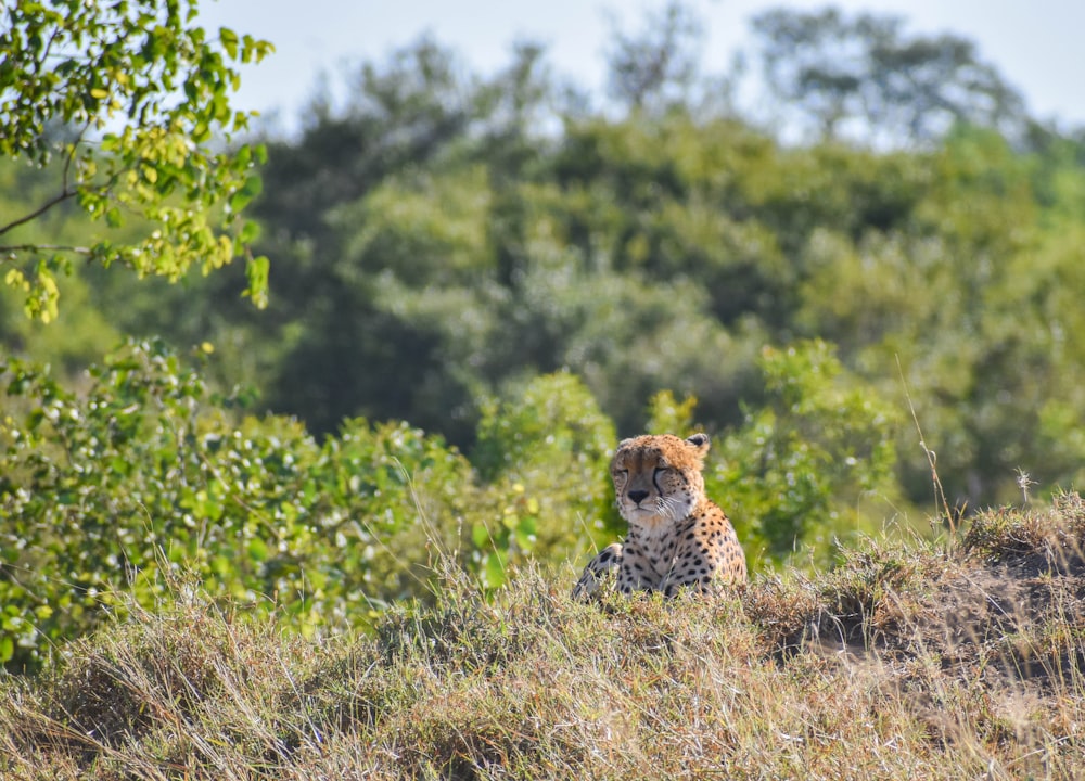 leopardo no campo verde da grama durante o dia