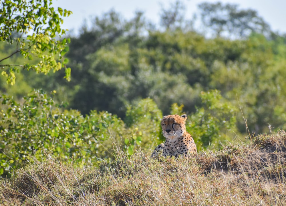 leopardo sul campo di erba verde durante il giorno