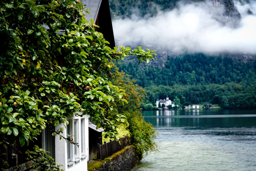 green trees beside body of water during daytime