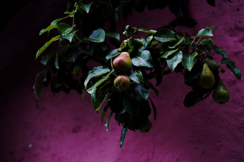 red and green fruit on green leaves