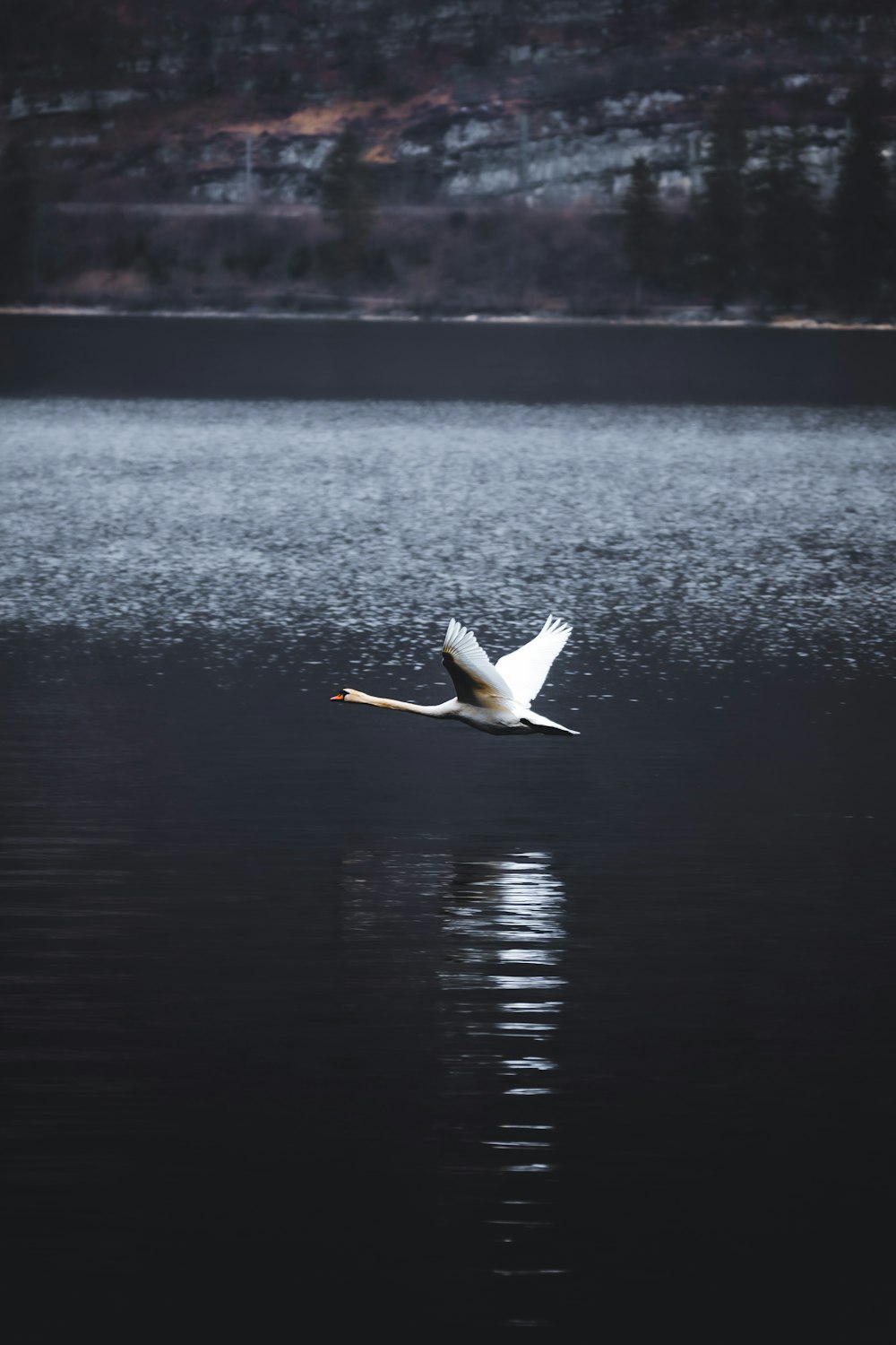 white bird flying over the sea during daytime