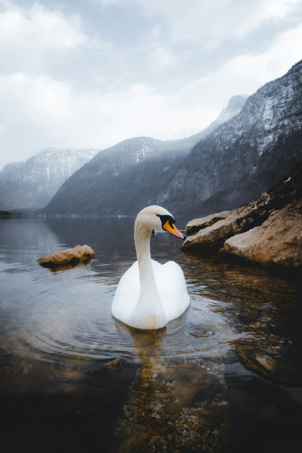 white swan on water during daytime