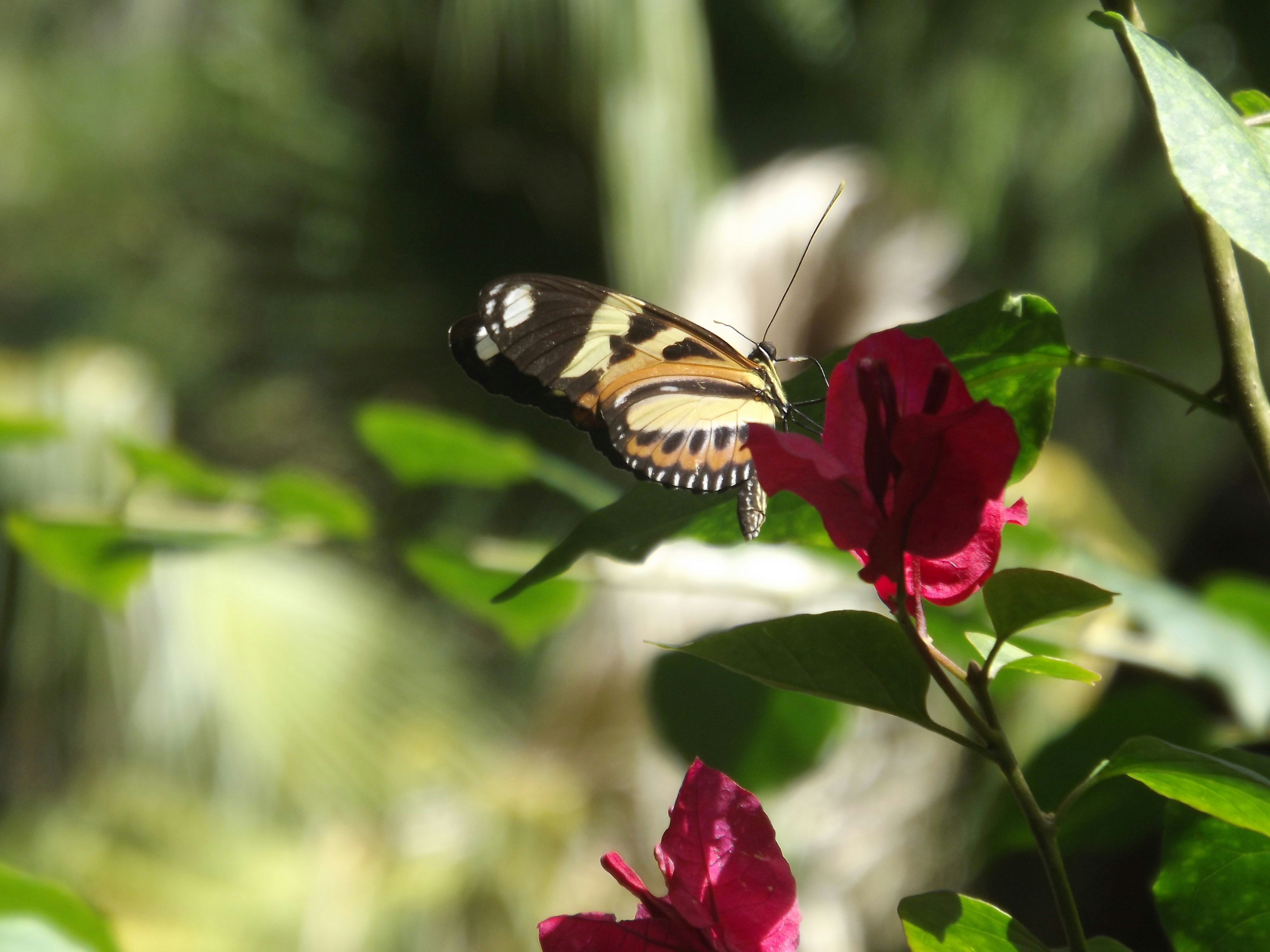 Photo by fredmachado