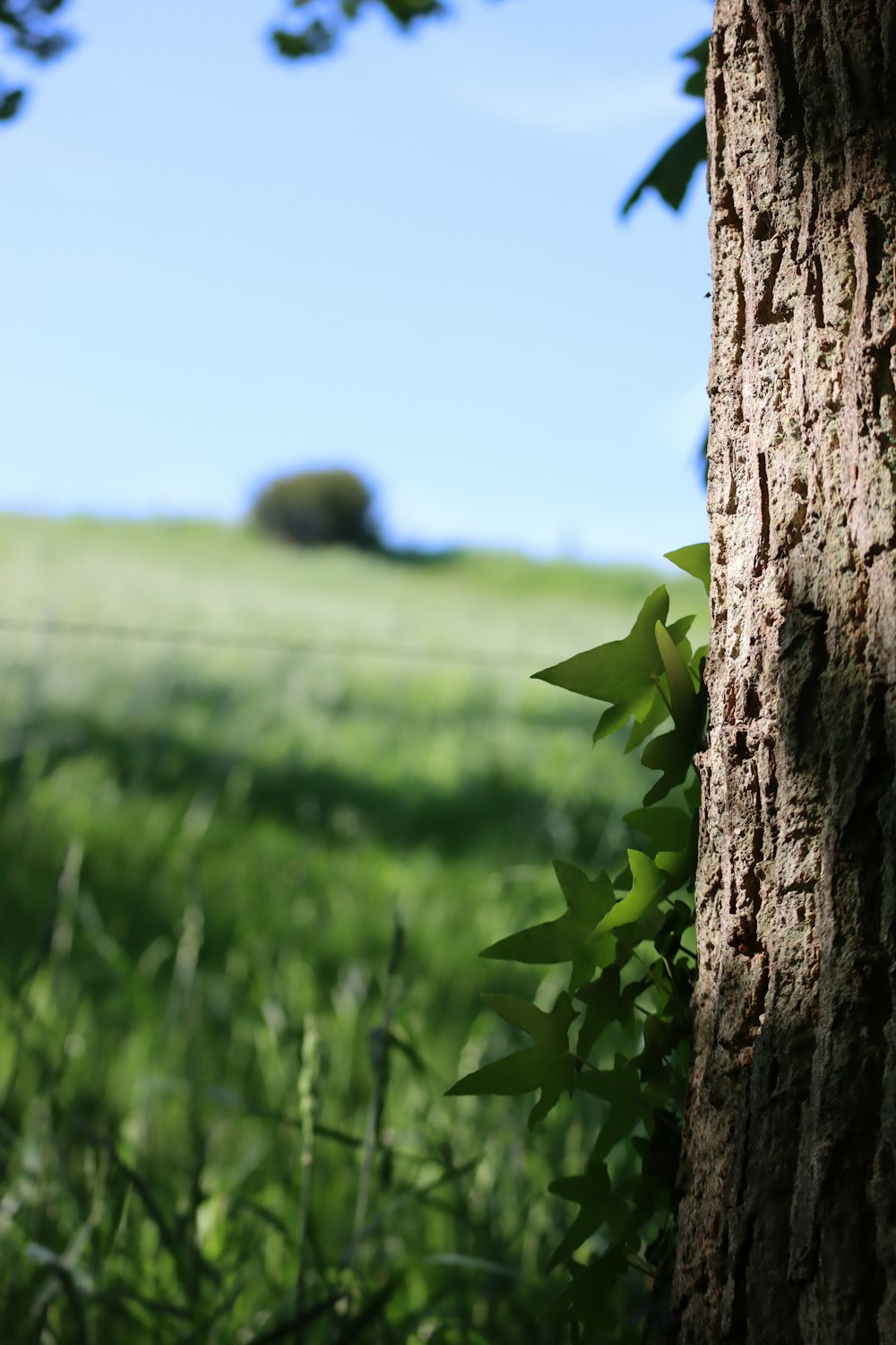 green star on brown tree trunk