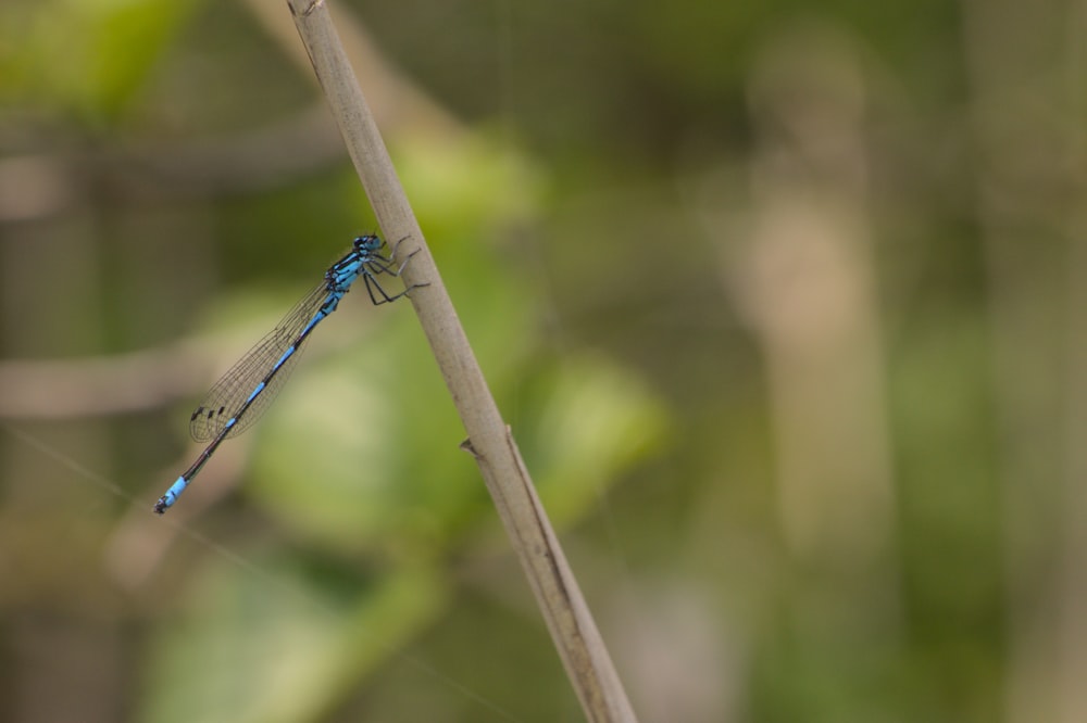 Blaue Kleinlibelle sitzt tagsüber auf braunem Stock in Nahaufnahmen