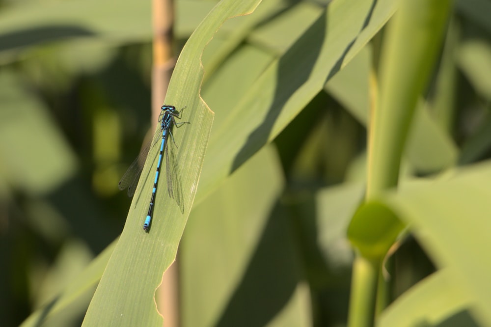 Blaue Kleinlibelle sitzt tagsüber auf grünem Blatt in Nahaufnahmen