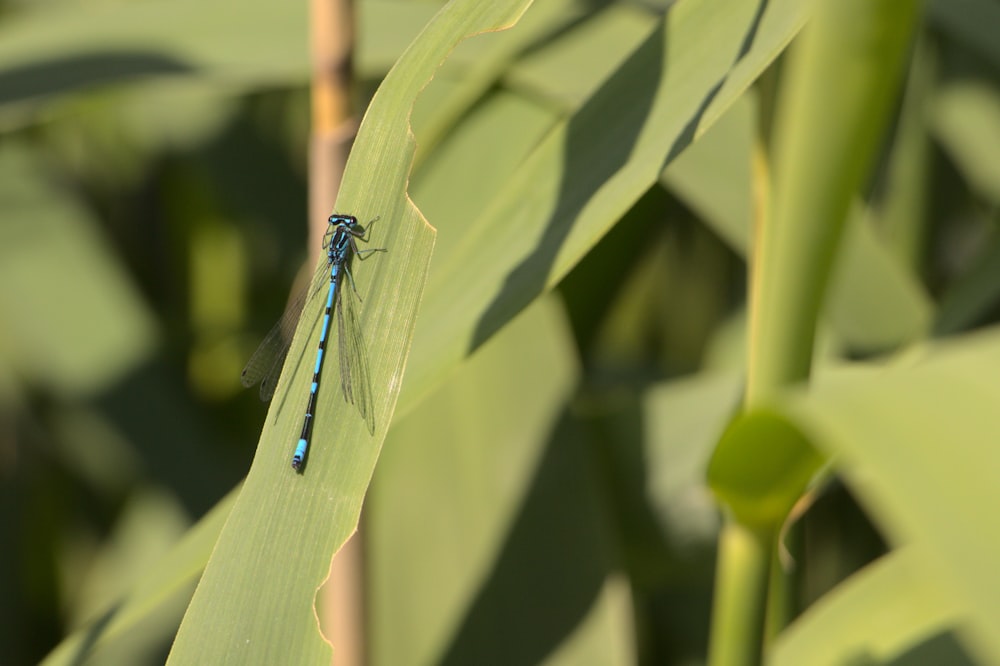 blue damselfly perched on green leaf in close up photography during daytime