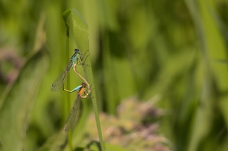 Two dragonflies are perched on a green stalk surrounded by lush green foliage. The dragonflies display delicate wings and slender bodies, showing vibrant blue and brown colors.