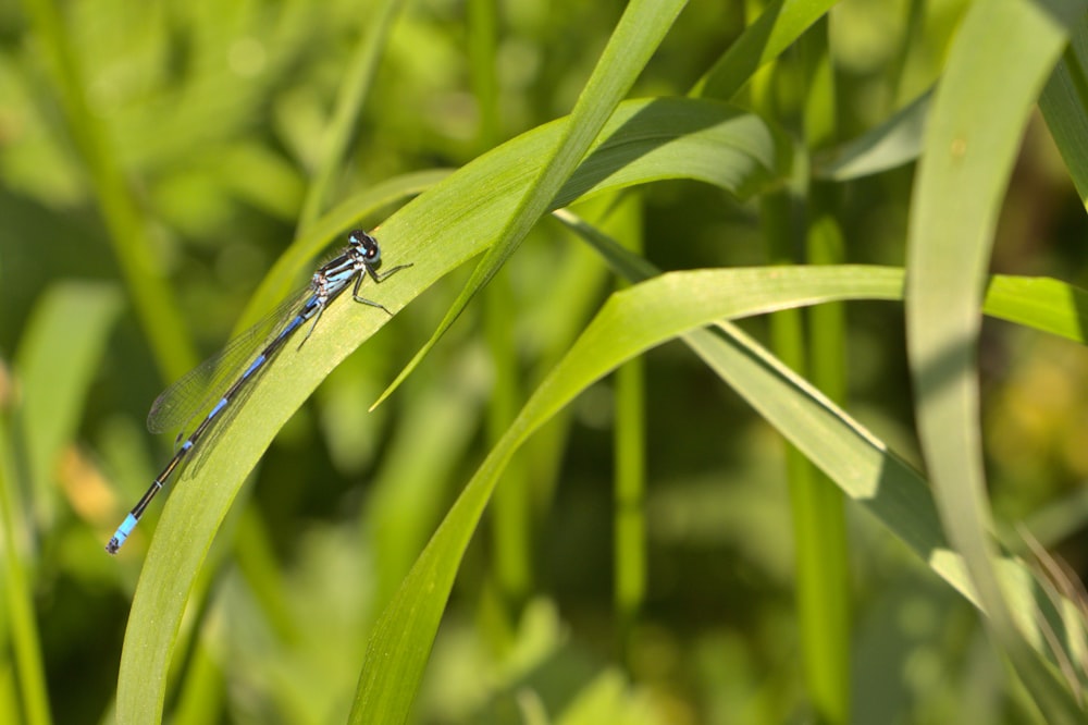 black and white damselfly perched on green leaf in close up photography during daytime