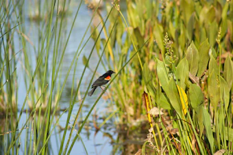 black and red bird on green grass during daytime