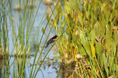 black and red bird on green grass during daytime