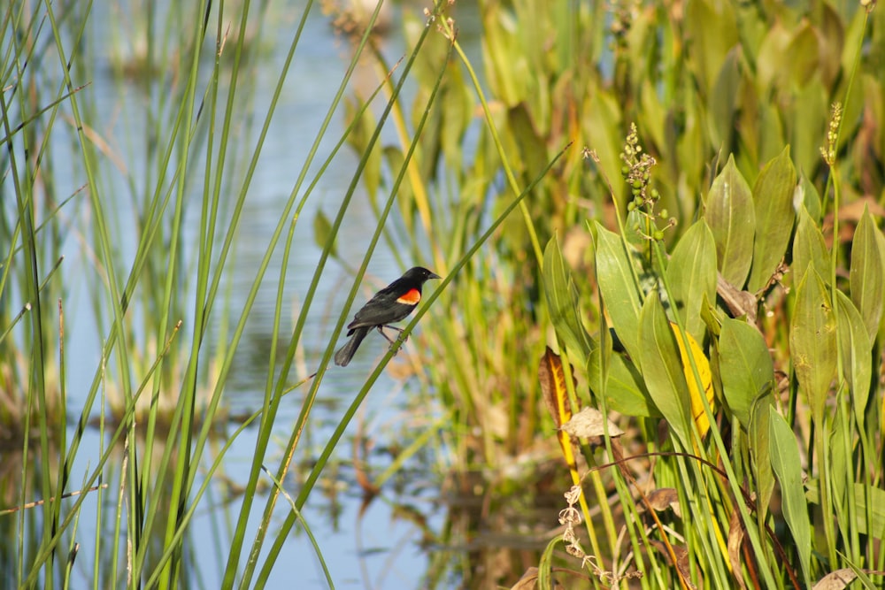 pássaro preto e vermelho na grama verde durante o dia