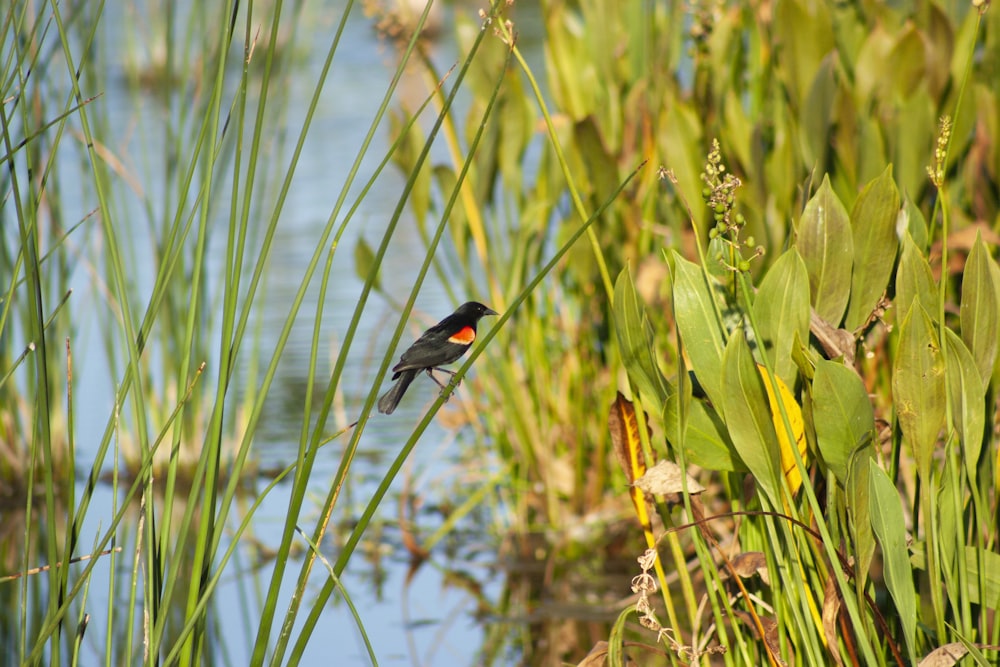 pájaro negro y rojo sobre hierba verde durante el día