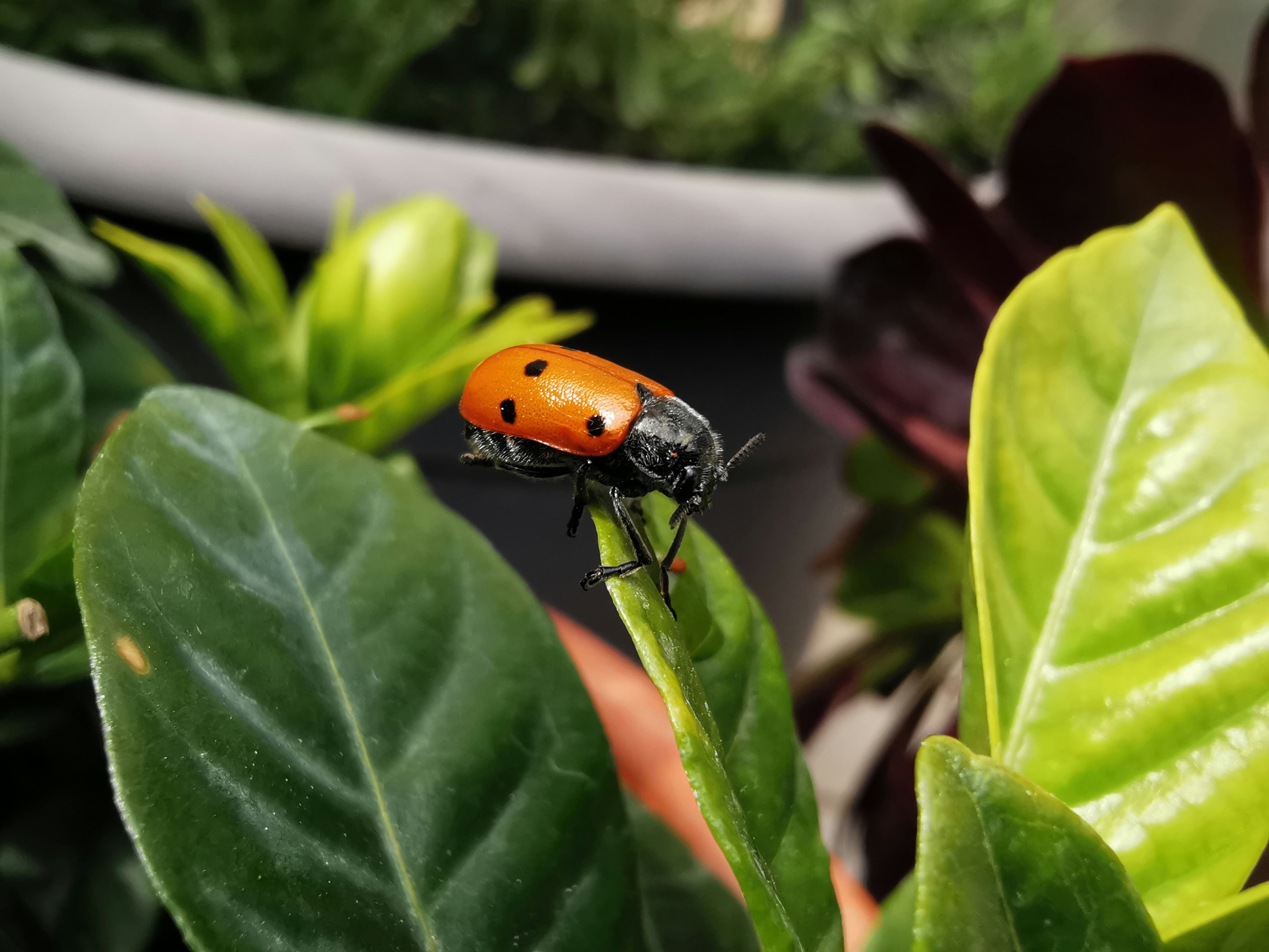 orange and black ladybug on green leaf plant during daytime