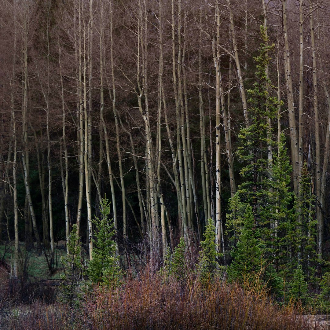 green trees on brown grass field during daytime