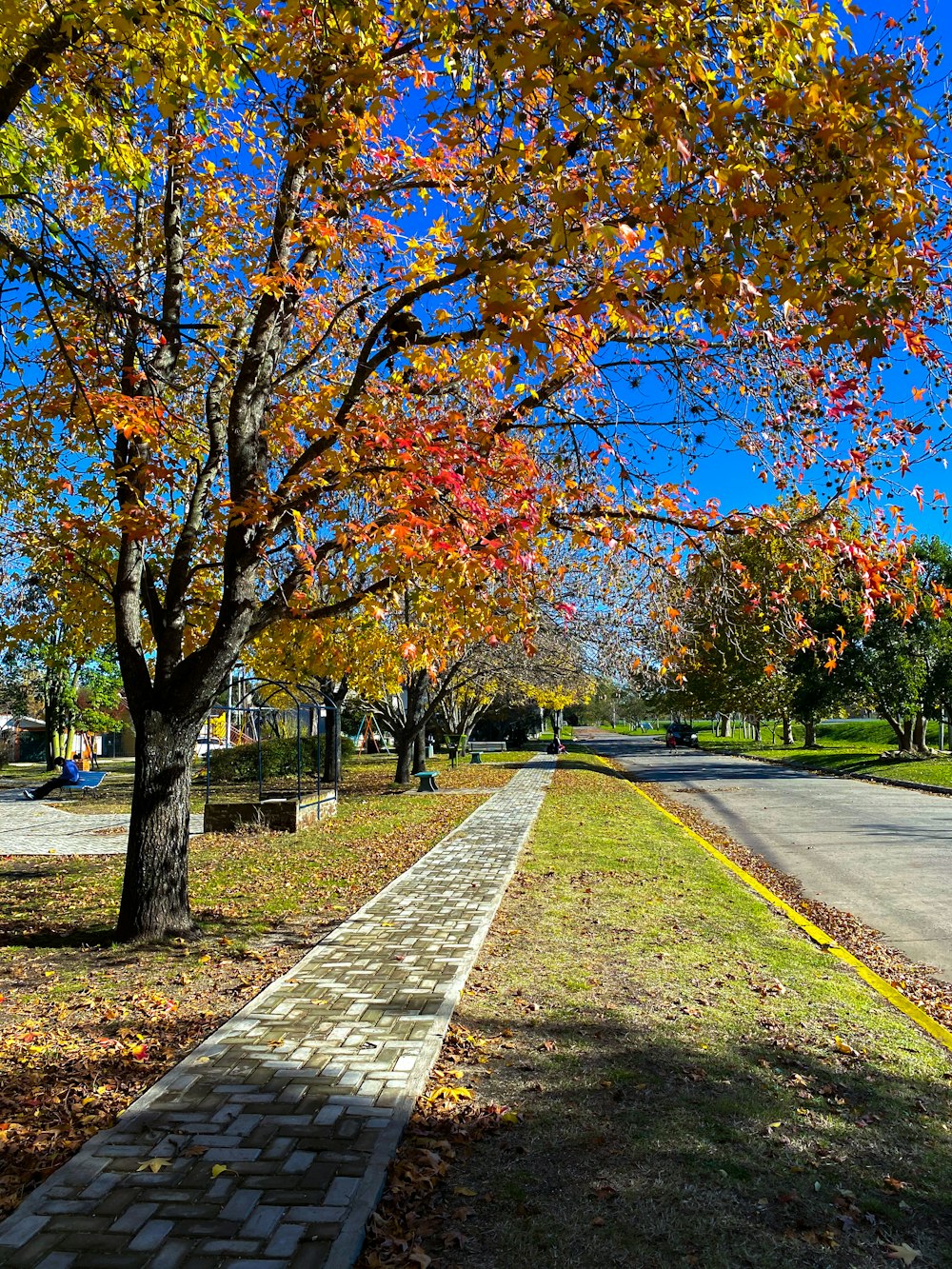 gray concrete road between trees during daytime