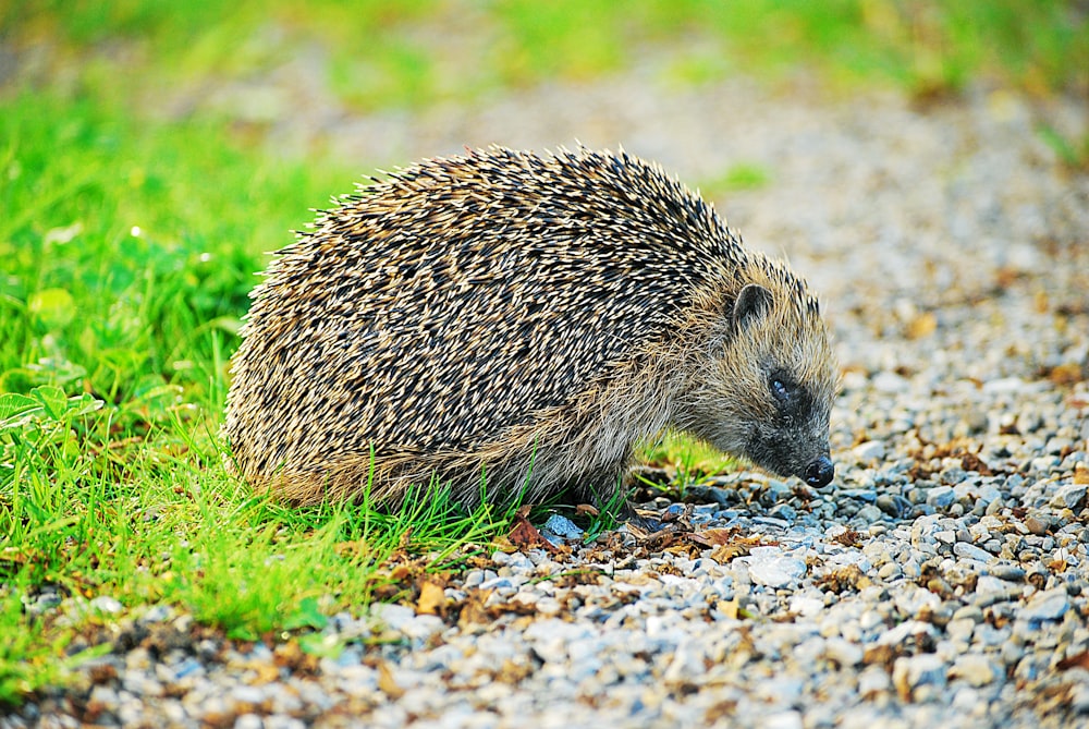 brown hedgehog on brown dried leaves