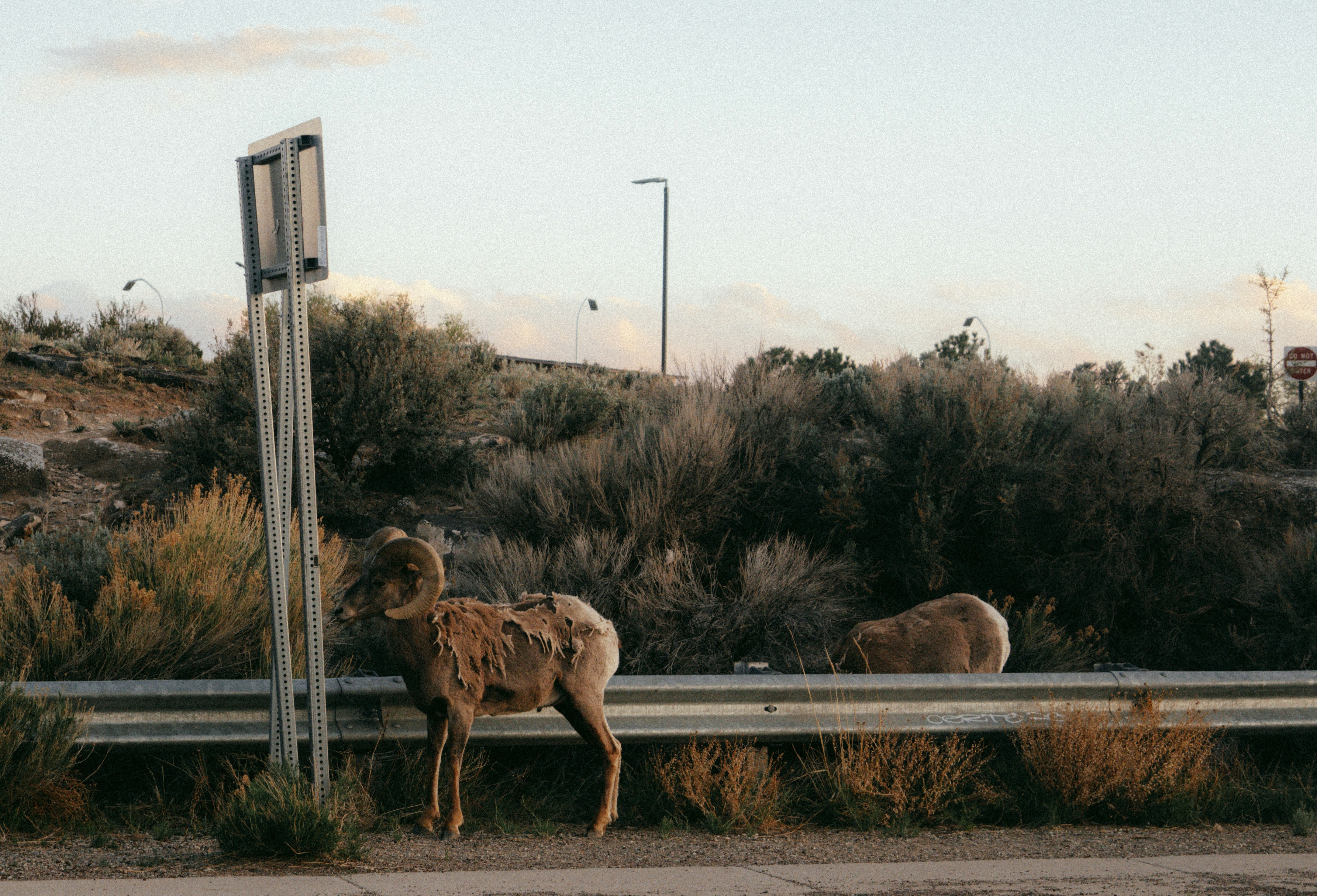 The Unexpected Urban Wildlife Factor (image credits: unsplash)