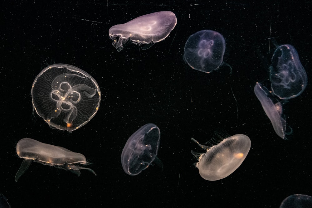 white and blue jellyfish in water