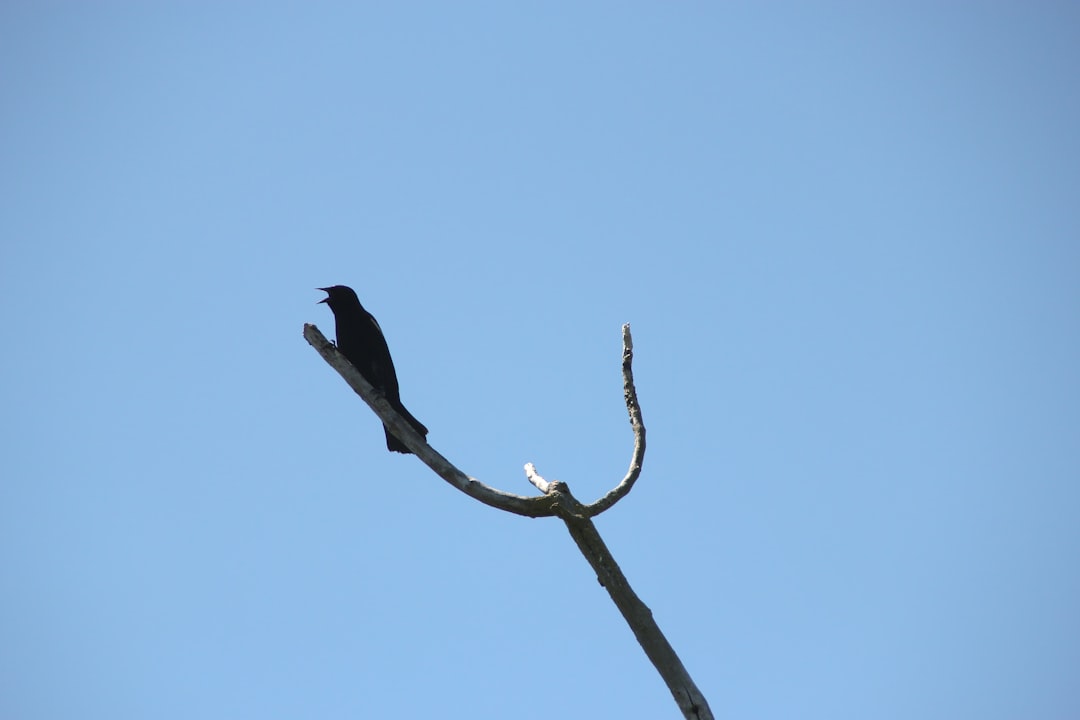 black bird on brown tree branch during daytime