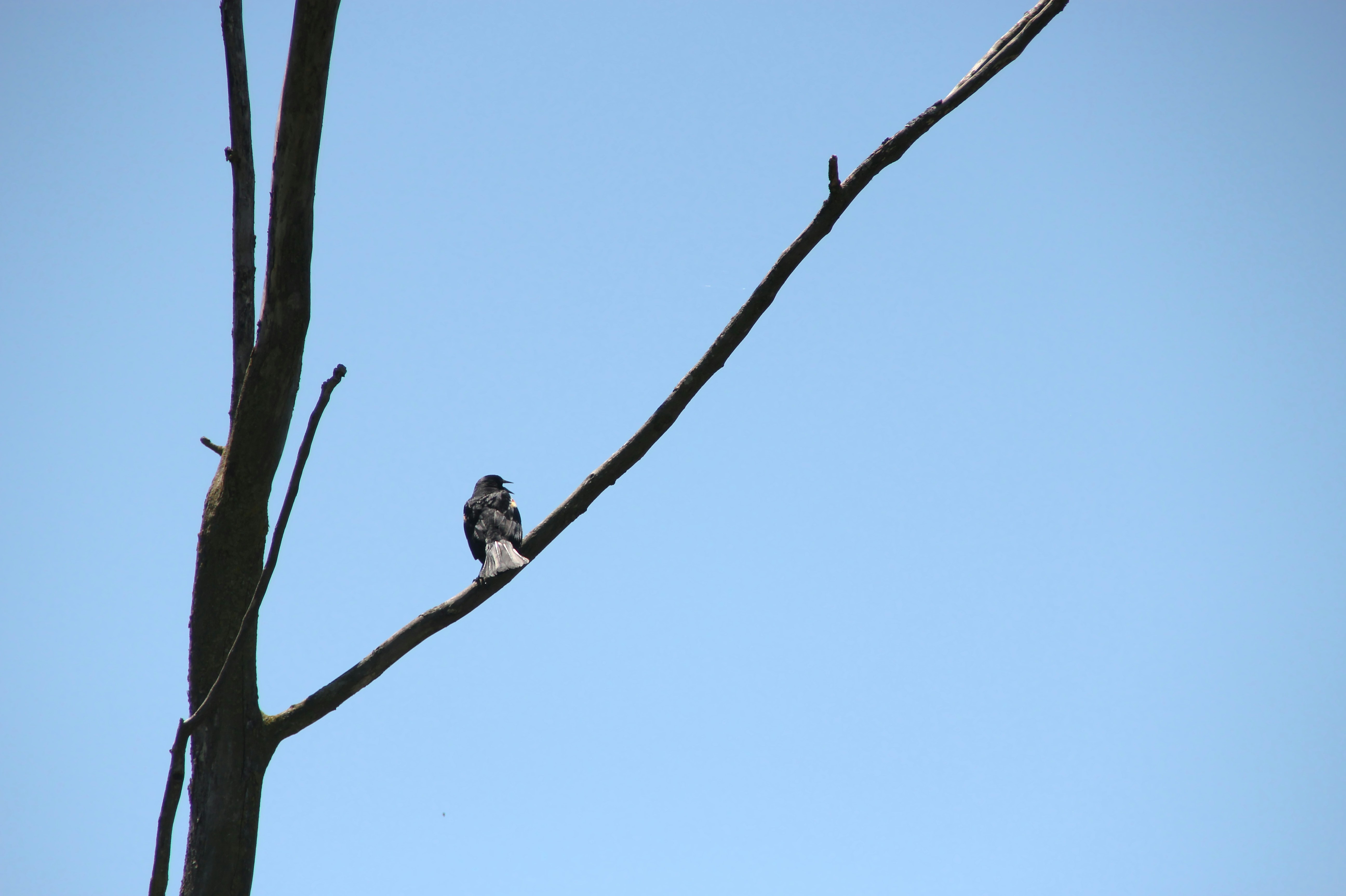 Photo by mrgreatheart