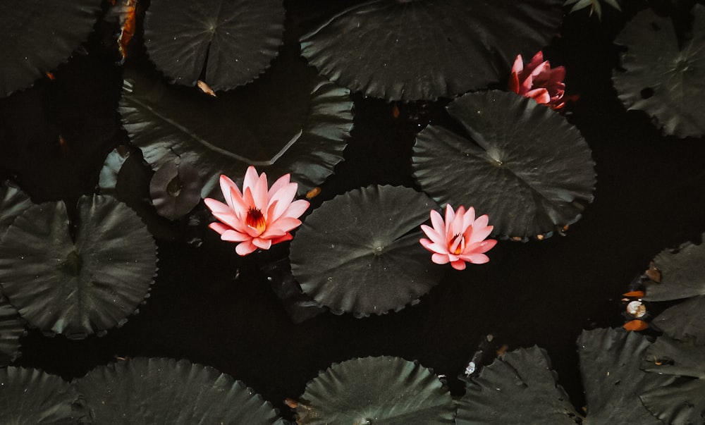 red and white flowers on water