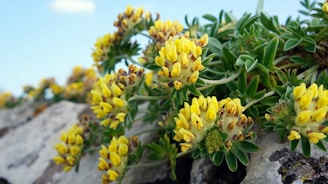 Close-up of wildflowers blooming along a rocky path under a clear blue sky.