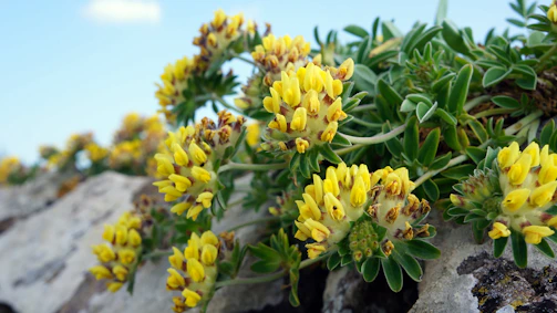 Wild thyme blossoms blooming on rocky terrain under bright sunlight.