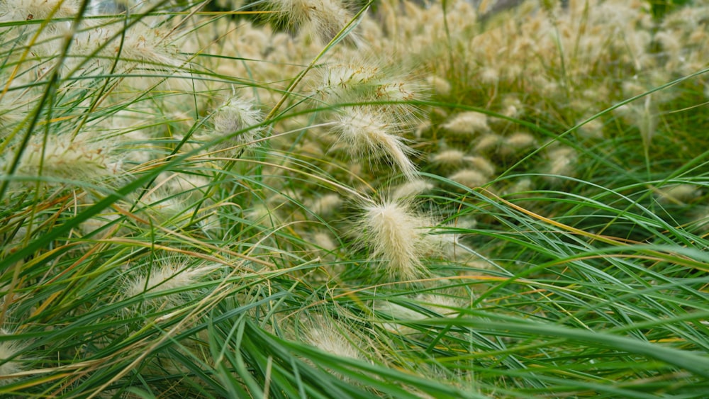 white and green grass in close up photography