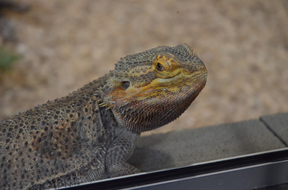 brown and black bearded dragon on black surface