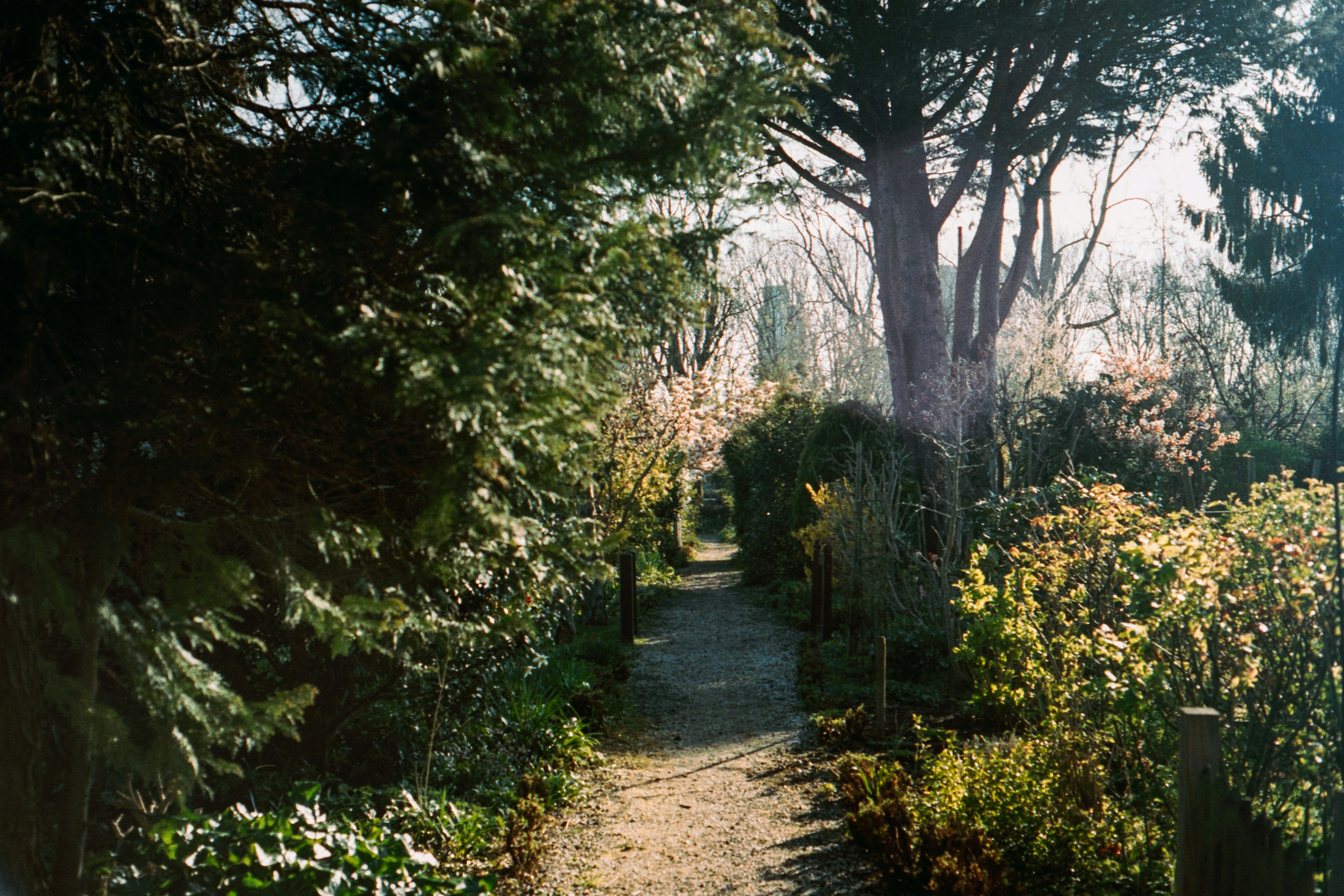 pathway between green trees during daytime