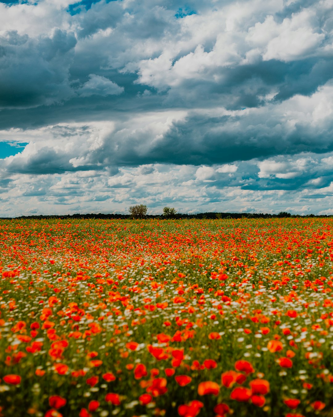 red flower field under cloudy sky during daytime
