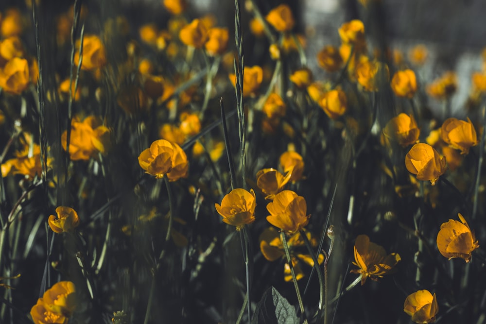 yellow flowers in tilt shift lens