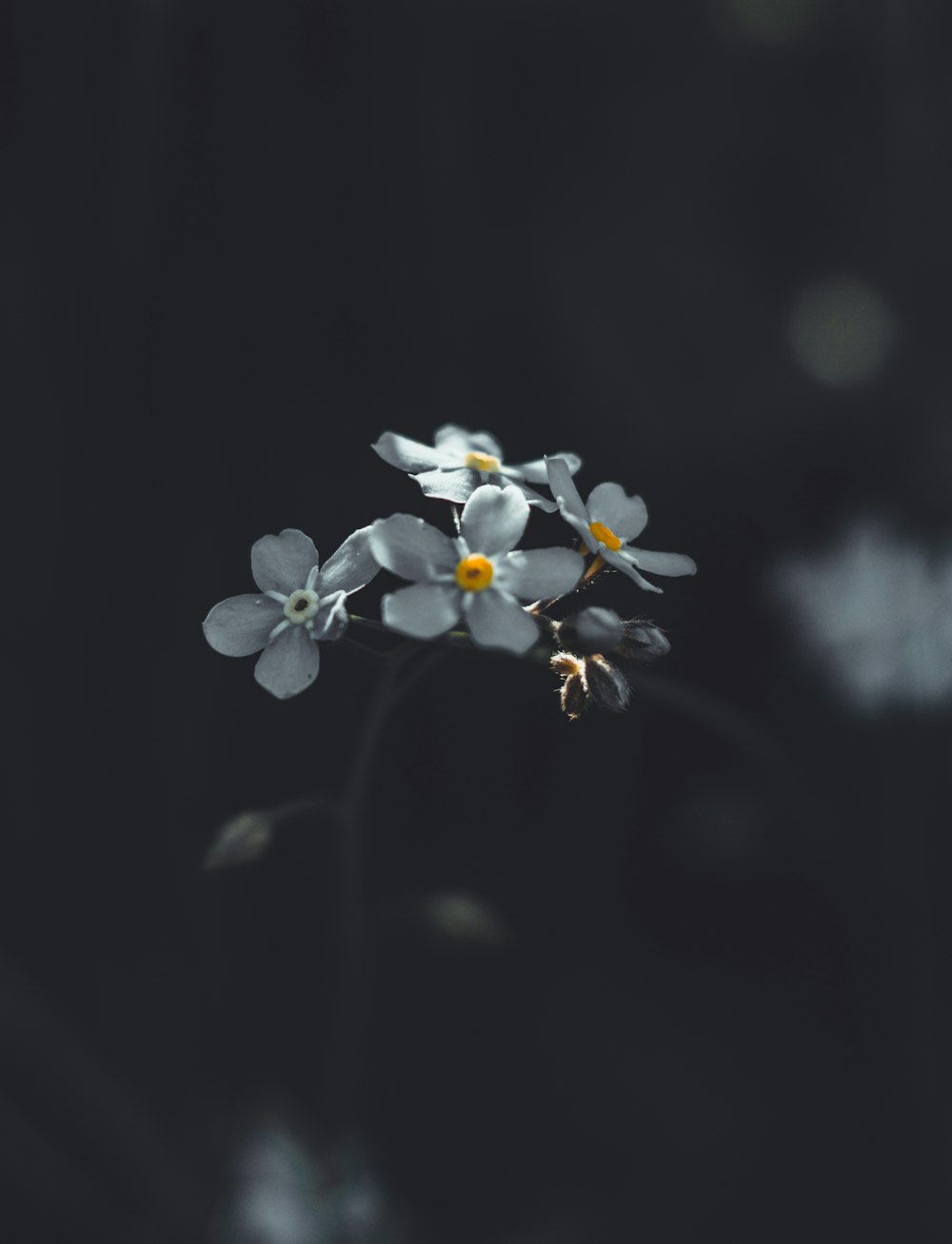 white and yellow flower in black background