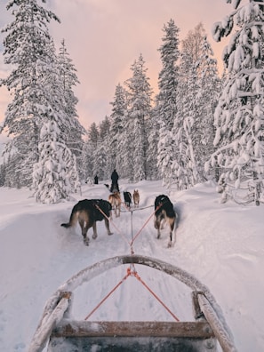 The arctic tazik sled racing down a snowy mountain, dodging frosty trees under a twilight sky.