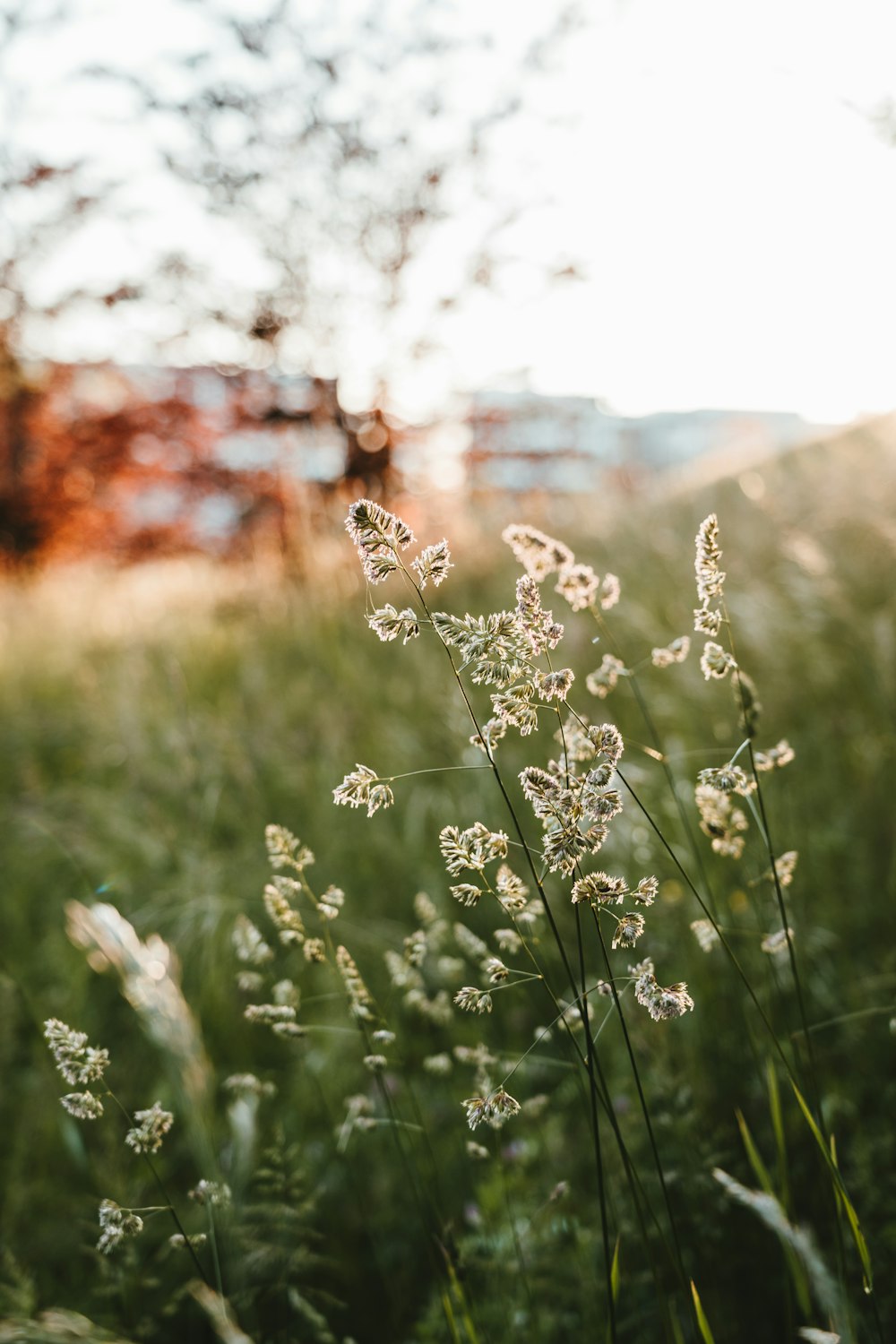 white flower field during daytime