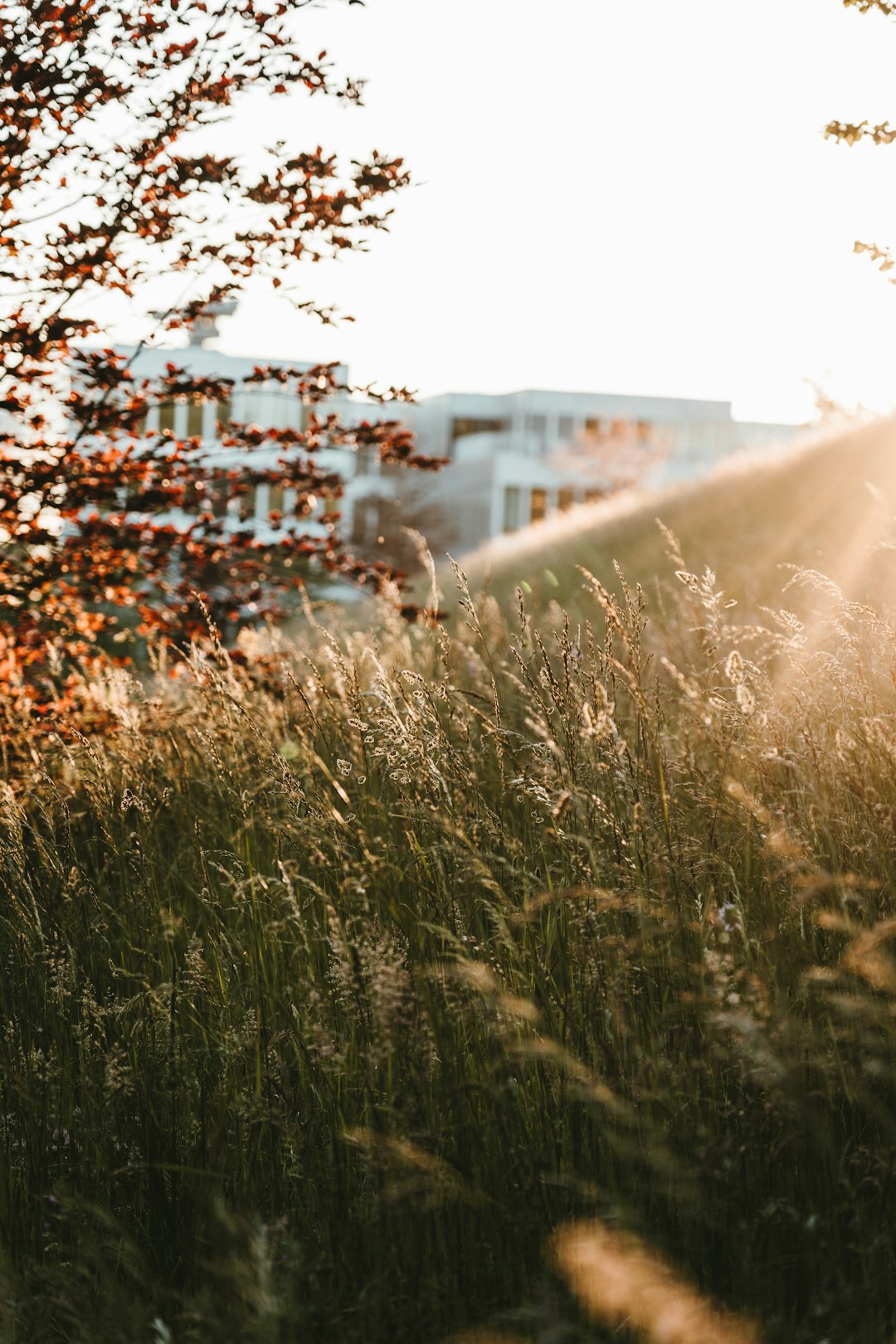 green grass field during daytime