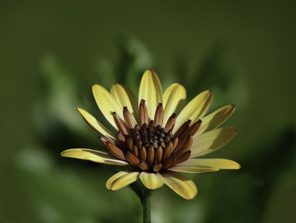 yellow flower in tilt shift lens